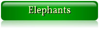 Link Elephants